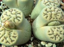 Lithops_bromfeldii